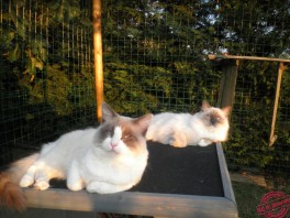 Floyd de Gailande et Flore d'Ehlonna - Chatterie Ragdolls du Val de Beauvoir